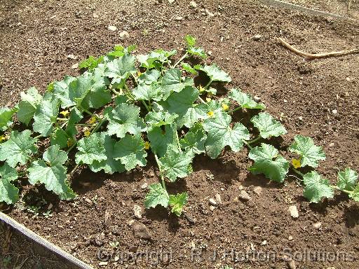 Cucumber Mound 